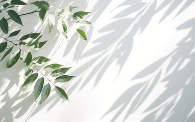 Tropical palm leaves with shadows on white wall.  Minimal abstract blurred tropical background for product presentation.
