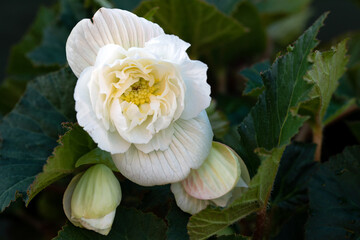 Pendulus white begonia flowers.