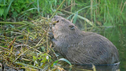 Eurasian beaver wild animal Castor fiber