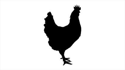 Black and white illustration of a chicken