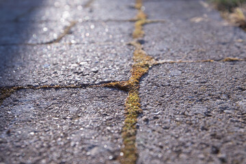 Moss growing betweenbricks on pathway