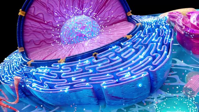 4K abstract animation of the biological cell and the reticulum