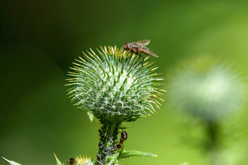 The Lucilia fly is a genus of blow flies, in the family Calliphoridae on a thistle