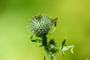 The Lucilia fly is a genus of blow flies, in the family Calliphoridae on a thistle
