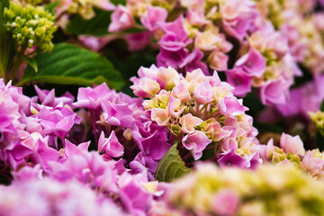 close up of pink hydrangea flower