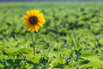 Solitary blooming sunflower in a field of non-flowering sunflowers
