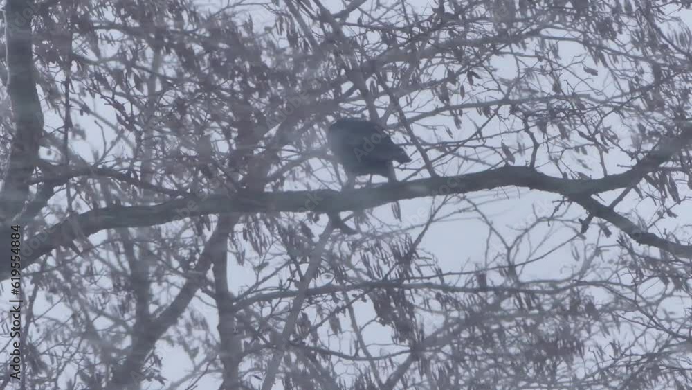Poster birds rooks, corvus frugilegus on branch tree during snowstorm with strong winds. winter scene with 