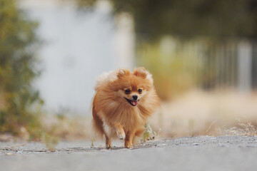 The dog breed pomeranian spitz