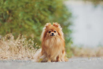 The dog breed pomeranian spitz
