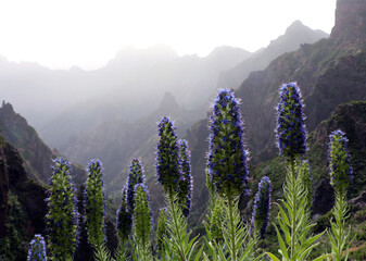 Lavender in the Mountains of Madeira
