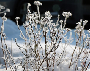 Obraz premium Frost Covered Branches