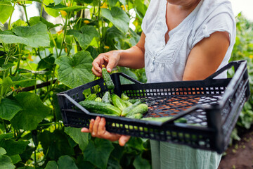 Woman gardener picking cucumbers growing on trellis on summer farm. Farmer harvests vegetables and...
