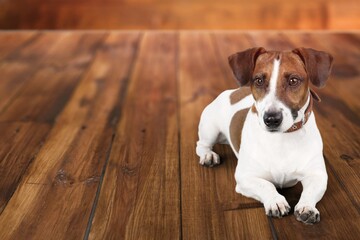 Cute young domestic happy dog