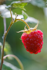 red juicy raspberry close-up on a blurred green background