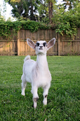 baby goat on grass