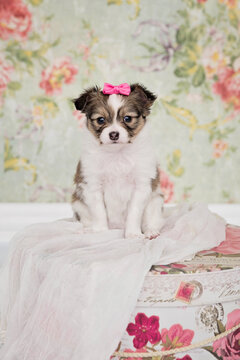 Papillon Puppy