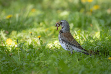 thrush with a worm on the grass

