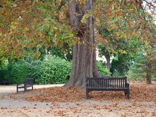 West London Leafy Autumnal Park with Bench 