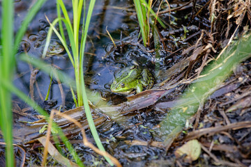 frog in the pond