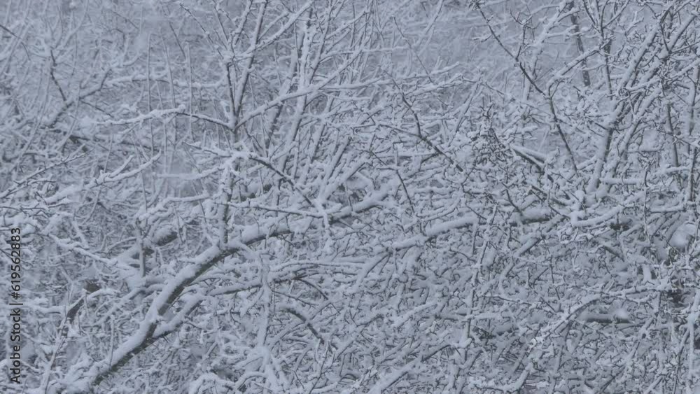 Poster natural snowy background - branches trees with snow and snowfall during cold and frosty weather - re