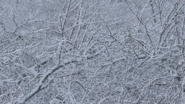 Natural snowy background - branches trees with snow and snowfall during cold and frosty weather - real time.