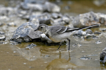 young White wagtail // junge Bachstelze (Motacilla alba)