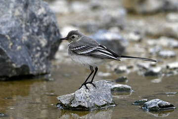 young White wagtail // junge Bachstelze (Motacilla alba)