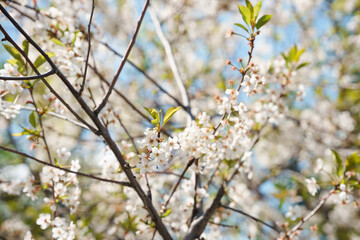 Blooming apple tree against the sky
