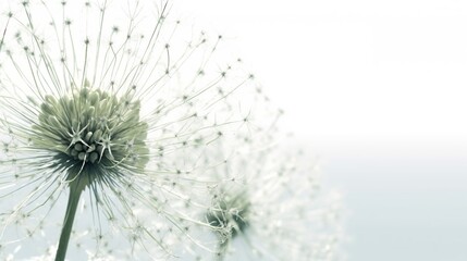 Dandelion flowers with fluffy seeds. Dandelion field. Generative AI. Illustration for cover, card, postcard, interior design, decor, packaging, invitations or print.