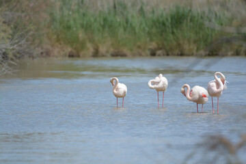 flamand rose - Camargue - France
