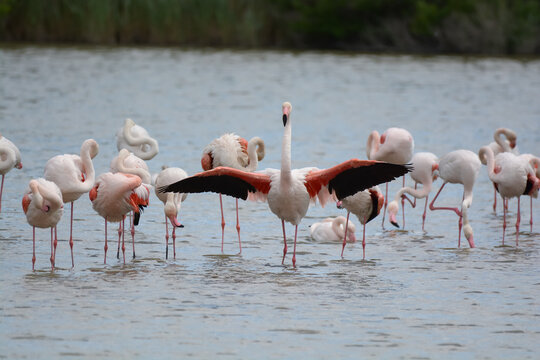 flamand rose - Camargue - France