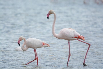 flamand rose - Camargue - France