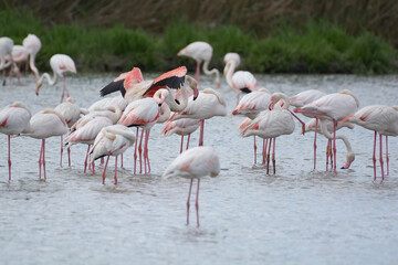 flamand rose - Camargue - France