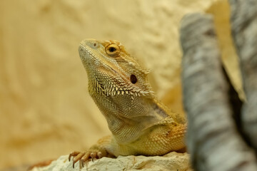 A Bearded dragon closeup in a terrarium in Jena