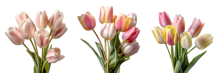 A collection of fresh natural pink tulip flowers bouquet set. Generative AI - obrazy, fototapety, plakaty