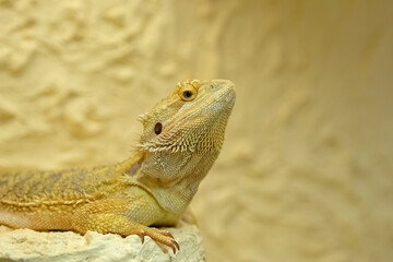 A Bearded dragon closeup in a terrarium in Jena