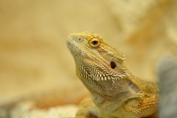 A Bearded dragon closeup in a terrarium in Jena