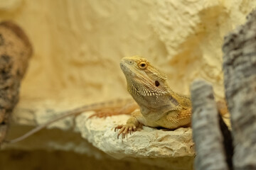 A Bearded dragon closeup in a terrarium in Jena