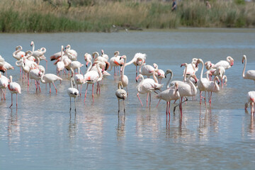flamand rose - Camargue - France