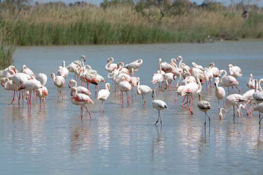 flamand rose - Camargue - France