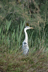 héron cendré - Camargue - France