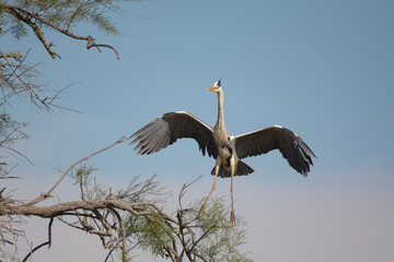 héron cendré - Camargue - France