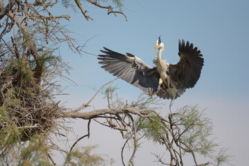 héron cendré - Camargue - France
