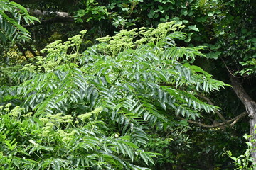 Japanese prickly ash ( Zanthoxylum ailanthoides ) tree. Rutaceae Dioecious deciduous tree. There are sharp thorns on the branches, and swallowtail butterflies come to suck the sap.