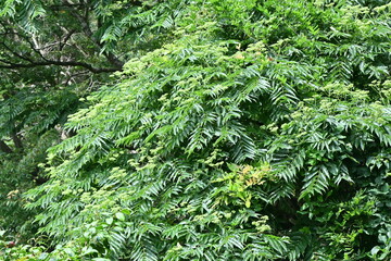 Japanese prickly ash ( Zanthoxylum ailanthoides ) tree. Rutaceae Dioecious deciduous tree. There are sharp thorns on the branches, and swallowtail butterflies come to suck the sap.