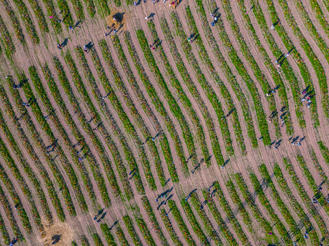 Aerial view of bulb-fields in springtime. Lombardy, Italy