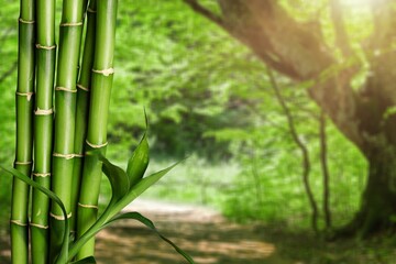 Fototapeta na wymiar Green cane stalks on plantation background.