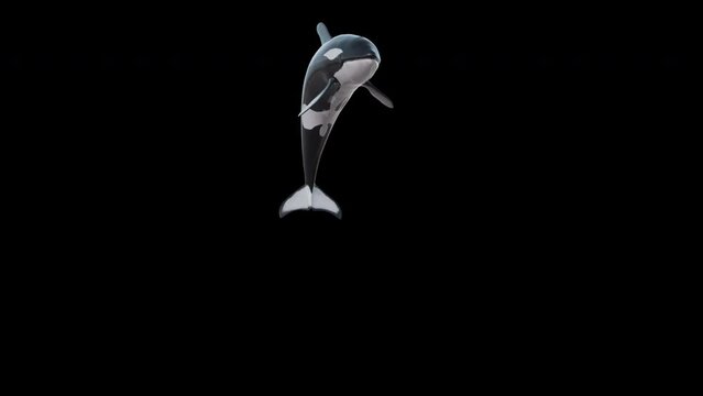 Killer Whale Orcas Jump Pack includes 3 jumps , shot at different camera angles.
and In-Out animation , 4k with a clean alpha channel.
3d animation of giant orca whale jumping out the water