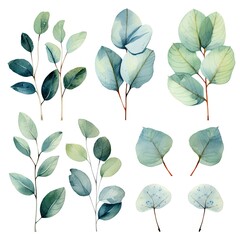 Set of watercolor eucalyptus leaves. Collection of watercolor delicate leaves. Isolated branches.