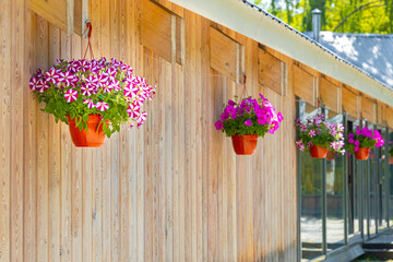 beautiful flowers in a pot decorate the facade of the building